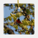 Search for oriole christmas tree decorations Bird