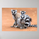 Search for ring tailed lemur posters Animals
