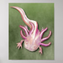 Search for axolotl posters Amphibian