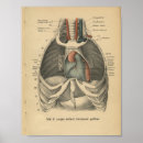 Search for ribs posters Bones