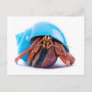Search for hermit postcards Crab