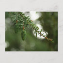 Search for on pine postcards Evergreen