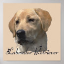 Search for labrador retriever art Cute