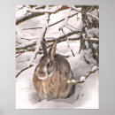 Search for cottontail art Wildlife