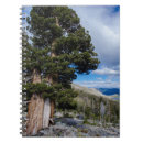 Search for evergreen notebooks Blue