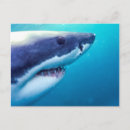 Search for oceanlife postcards Underwater