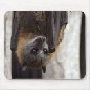 Search for bat mouse mats Animal