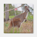 Search for wallaby magnets Animal