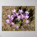 Search for spring crocus posters Photography