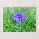 Search for flower meadow postcards Macro