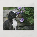 Search for peer postcards Dog