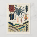 Search for mollusc postcards Vintage