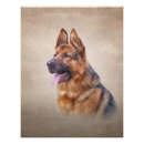 Search for german shepherd photo posters Breed