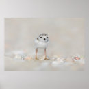 Search for wild chick posters Bird