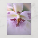 Search for exotics postcards Mail