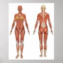 Search for rear posters Muscle