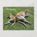 Search for wallabies postcards Australia