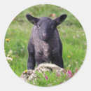 Search for baa baa sheep stickers Farm