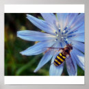 Search for hoverflies Nature