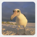 Search for kevin stickers Island