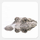 Search for florida gator stickers Crocodile