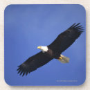 Search for alaska coasters Wildlife