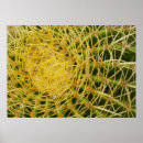 Search for barrel cactus posters Desert