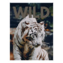 Search for white tiger posters Wildlife
