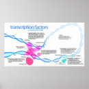 Search for factors posters Diagram