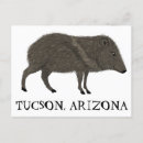 Search for tucson postcards Nature