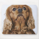 Search for king charles spaniel electronics Nature
