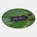 Search for beetle stickers Bug