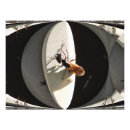 Search for ant posters Nature