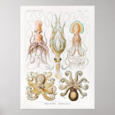Search for ernst haeckel posters Zoology