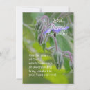 Search for borage Photography