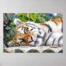 Search for wildlife photography posters Tiger