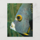 Search for antilles postcards Nature