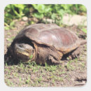 Search for snapping stickers Nature