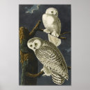 Search for snowy owl posters Vintage