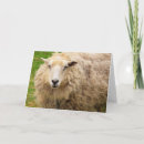 Search for wooly cards Sheep