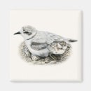 Search for egg magnets Chick