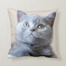 Search for british shorthair cushions Cat