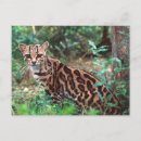 Search for felis postcards Animal