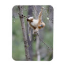Search for cute monkey magnets Wildlife