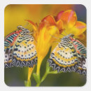 Search for tropical butterfly stickers Wildlife