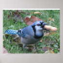 Search for bluejays posters Wildlife