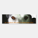 Search for siberian husky bumper stickers Huskies
