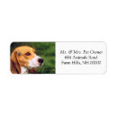 Search for beagle puppy return address labels Animal