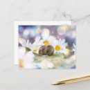 Search for little things postcards Flowers