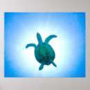 Search for painted turtle posters Reptiles